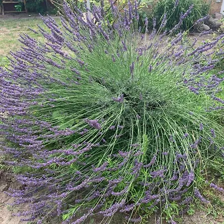 Apartamento Scheffler Potsdam