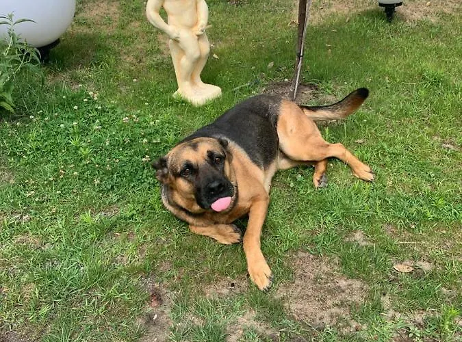 アパート Scheffler ポツダム