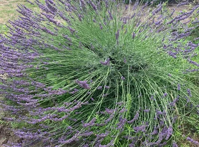 Apartment Scheffler Potsdam